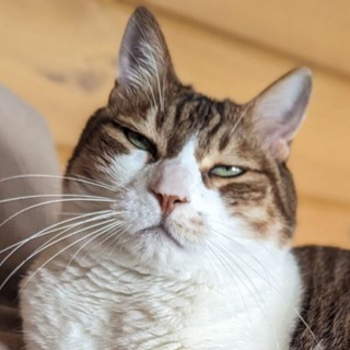 Логотип @goshaluzhskytigr - Кот и пёс, которые смогли!