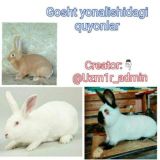 Логотип @gosht_yonalishi - Gosht yonalishidagi quyonlar