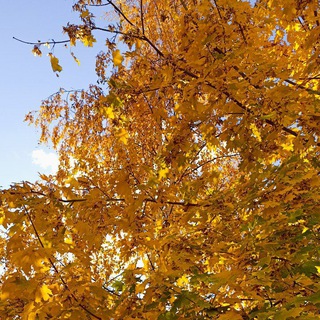 Логотип @gospodinovairinka - Всë и ни о чем