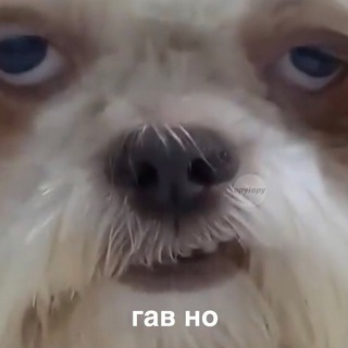 Логотип @govnochatery - Ламповый чатик