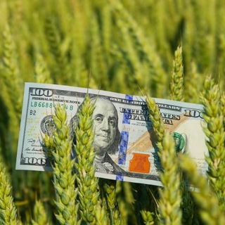 Логотип @grain_area_agro_ug_nk - 🌾 АгроБіржа | Зерно • Бобові • Олійні
