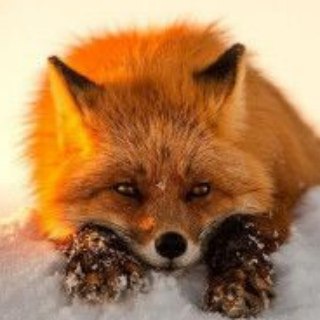 Логотип @greatpretender34 - О,этот дивный и прекрасный мир...