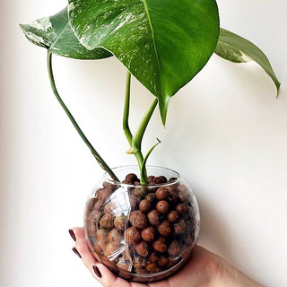 Логотип @green_me_back - Green_me_back