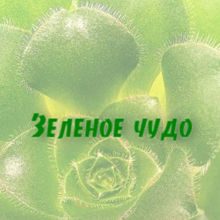 Логотип @green_miracles - Зеленое чудо