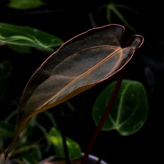 Логотип @greenandcats12 - PlantandCat’s
