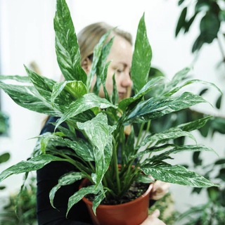 Логотип @greeneryhome - GreeneryHome