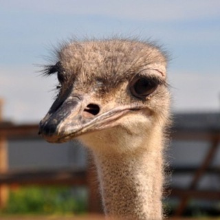 Логотип @greengun - GreenFun🐒