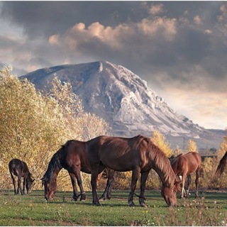 Логотип @greenpeoplechannel - Зелёные человечки (Green People)