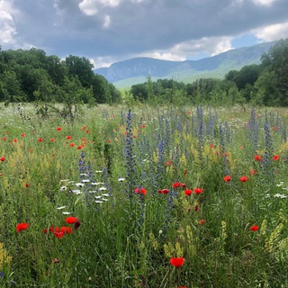 Логотип @greensbrothers - Органический сад Братьев Гринс