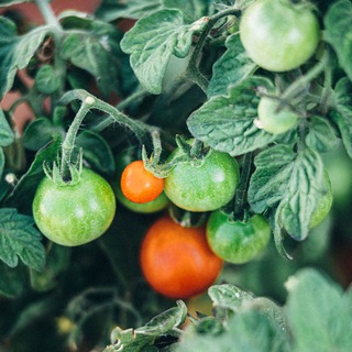 Логотип @greeny_comments - В Грини пишут