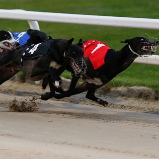 Логотип @greyhoundresults - TK Greyhound Results 🥇🥈🥉