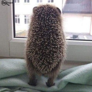 Логотип @grezhchat - Грёбанный Ёж ЧАТ флудилка