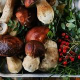 Логотип @grib_yagoda - Грибы + Ягоды | Чат 🌍 | Оптом | Дикоросы