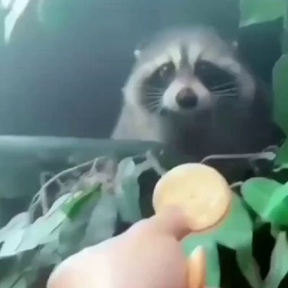 Логотип @gribionly - ХОХЛУХА