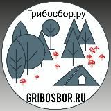 Логотип @gribkrasnyi - gribkrasnyi