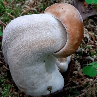 Логотип @gribniki_i_ribalka_v_podmsk - Подмосковные грибники👍