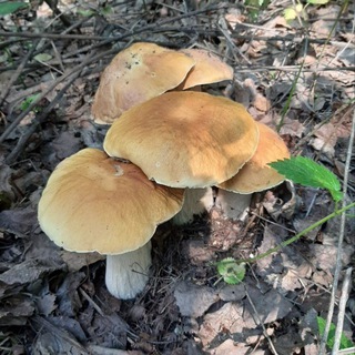 Логотип @gribniki_svr - Грибы Свердловской области