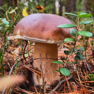 Логотип @gribnoemestechko - 🌲Грибное местечко🌲