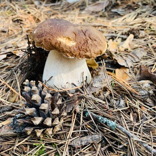 Логотип @gribuvkirove - Грибы Вятки