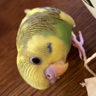 Логотип @grishkagrib - ГРИШКА ГРИБ говорящий попугай