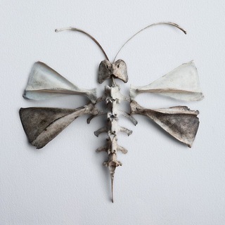 Логотип @grofmoth - ɢʀᴏꜰᴍᴏᴛʜ