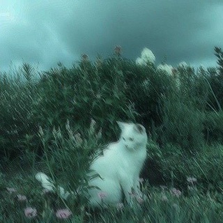 Логотип @groupfrogisnow - Лягушечки