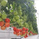 Логотип @growtech_pro - GROWTECH