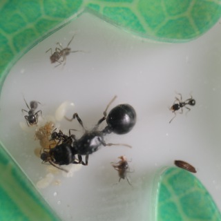 Логотип @growthmessorstructor - Развитие колонии Messor Structor (муравьи, формикарий)