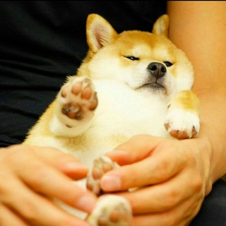 Логотип @gruppodiden - Gesù girello Alessio senza pisello