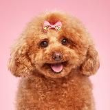 Пудель Груша Star ️