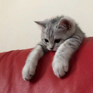 Логотип @grust_v - Грустные комментарии