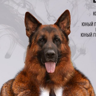 Логотип @gsd_males - Производители н/о | Немецкие овчарки - кобели GSD