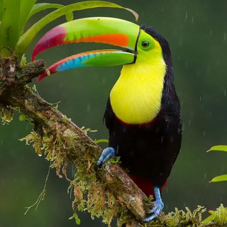 Логотип @gsseeyiv - Удивительный мир животных 🦍🐼🦉