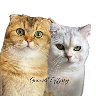 Логотип @gucciandtiffany - 🐾 𝐆𝐮𝐜𝐜𝐢&𝐓𝐢𝐟𝐟𝐚𝐧𝐲 🐾