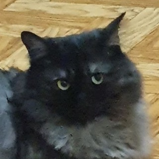 Логотип @guddummit - GuDDummit