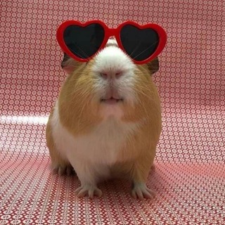 Логотип @guineapig18 - Морские Свинки🐹