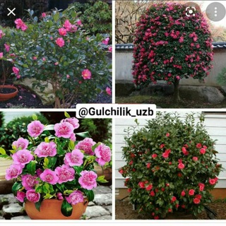 Логотип @gulchilik_uzb - 🌱ХУШБЎЙ ГУЛЛАР 🌱