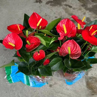 Логотип @gulkochatlar - Chorsu gullari🌷