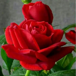 Логотип @gullar_dunyosi - Gullar dunyosi