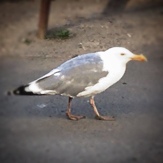 Логотип @gullstale - Covert Larus Chronicles