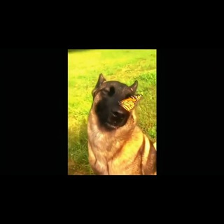 Логотип @gum_01 - 🔸Ржака и Кринж🔸