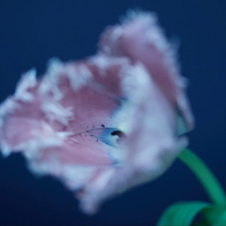 Логотип @gunblog - gunblog