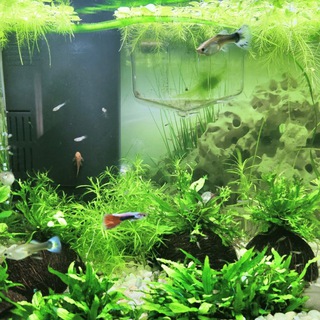 Логотип @guppeha - 105 литров с гуппи