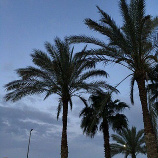 Логотип @guraba1111 - نخلة