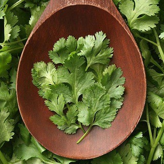 Логотип @gurman2022 - Кинза- Рецепты