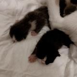 Логотип @gusarov_market - gusarov_market