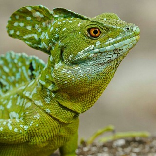 Логотип @gutturalboo - guttural boo