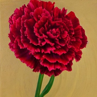 Логотип @gvozdichkaaa - Гвоздика