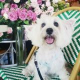 Логотип @gwtpets - 🐶SG Pets Discussion🐱