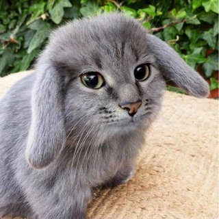 Логотип @h4ggy - haggy!